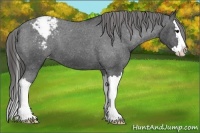 Horse Color:Black Sabino Splash Snowcap