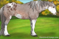 Horse Color:Bay Sabino Appaloosa