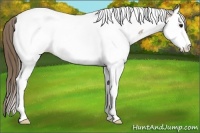 Horse Color:Buckskin Ice Splash Tobiano Appaloosa 