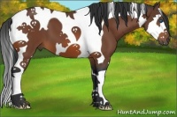 Horse Color:Bay Splash Tobiano