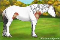 Horse Color:Plaid Bay Dun Sabino Splash Tobiano