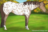 Horse Color:Sable Champagne Appaloosa Rabicano 