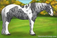 Horse Color:Black Ice Splash Tobiano Appaloosa 