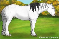Horse Color:Black Ice Sabino Splash