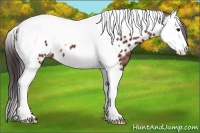 Horse Color:Bay Splash Tobiano Appaloosa