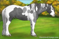 Horse Color:Black Sabino Splash Tobiano Appaloosa 