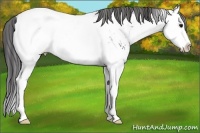 Horse Color:White Spotted Black Ice Splash Appaloosa