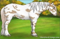 Horse Color:Palomino Sabino Splash Tobiano Rabicano 