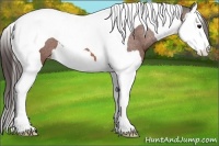 Horse Color:Bay Splash Tobiano Varnish