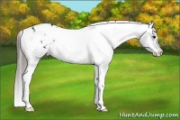 Horse Color:Black Sabino Tobiano Appaloosa