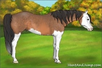 Horse Color:Buckskin Splash 