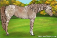 Horse Color:Chestnut Ice Sabino 
