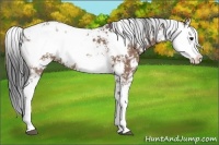 Horse Color:Bay Sabino
