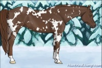 Horse Color:White Spotted Liver Chestnut 