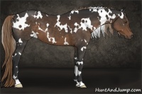 Horse Color:White Spotted Liver Chestnut 