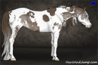 Horse Color:White Spotted Liver Chestnut Splash Tobiano