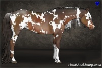 Horse Color:White Spotted Liver Chestnut 