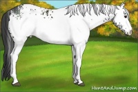 Horse Color:White Spotted Black