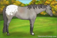 Horse Color:Grullo Appaloosa 