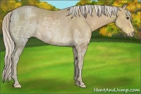 Horse Color:Palomino Ice Rabicano 