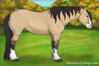 Horse Color:Bay Dun Splash 