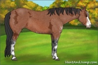 Horse Color:Bay Ice Sabino 