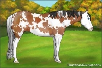Horse Color:White Spotted Bay Splash
