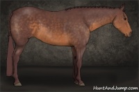 Horse Color:Chocolate Buckskin 