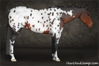 Horse Color:White Spotted Brown Appaloosa 