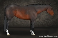 Horse Color:Brown 