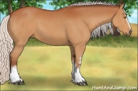Horse Color:White Spotted Silver Bay Rabicano 