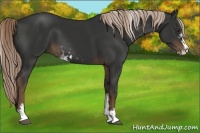 Horse Color:Liver Chestnut Sabino 