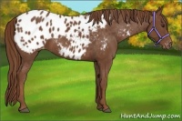 Horse Color:Chestnut Appaloosa