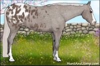 Horse Color:Silver Black Sabino Appaloosa 