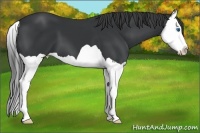 Horse Color:Black Splash