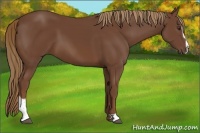 Horse Color:Chestnut Sabino 