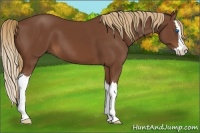 Horse Color:Chestnut Sabino Splash