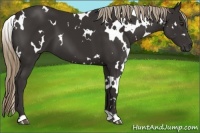 Horse Color:White Spotted Liver Chestnut 