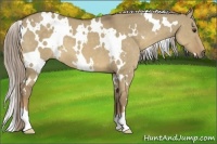 Horse Color:White Spotted Chocolate Palomino Dun 