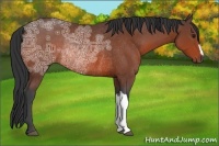 Horse Color:Bay Ice Rabicano 