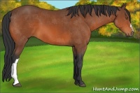 Horse Color:Bay 