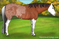 Horse Color:Bay Ice Splash Rabicano 