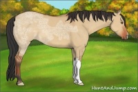 Horse Color:Bay Ice Dun 