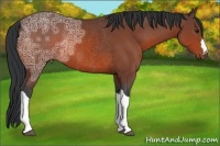 Horse Color:Bay Ice Rabicano