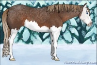 Horse Color:Liver Chestnut Splash 