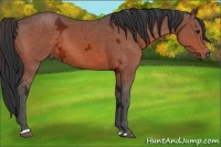 Horse Color:Bay Ice Sabino