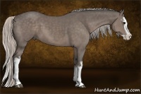 Horse Color:White Spotted Silver Black Splash
