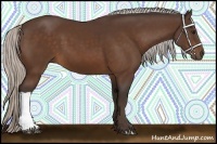 Horse Color:Silver Bay 