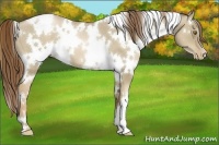 Horse Color:White Spotted Liver Red Dun Pearl