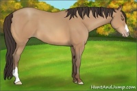 Horse Color:Amber Champagne 